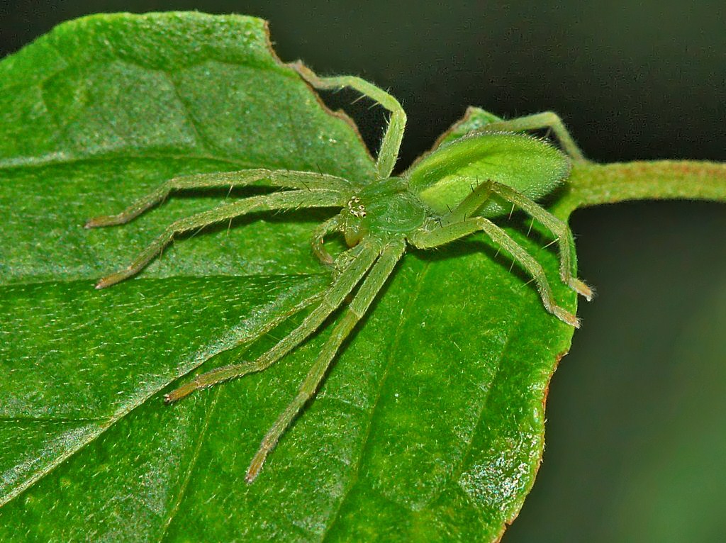 Micrommata cfr virescens